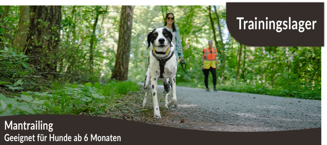 Trainingslager: Mantrailing