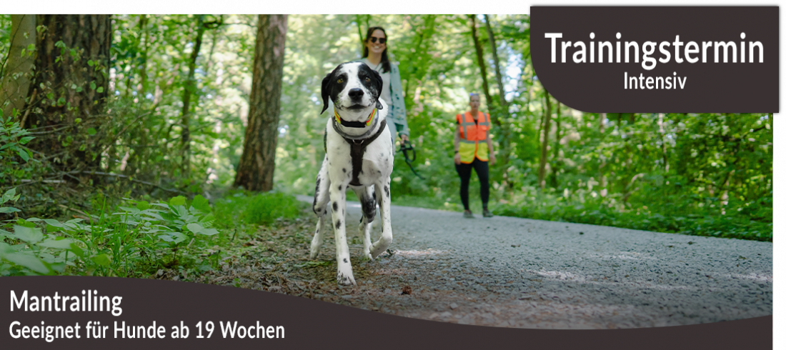Trainingstermin: Mantrailing intensiv