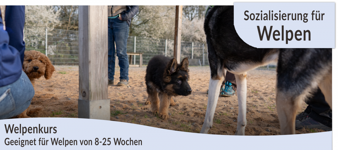 Welpenkurs von 8 bis 25 Wochen