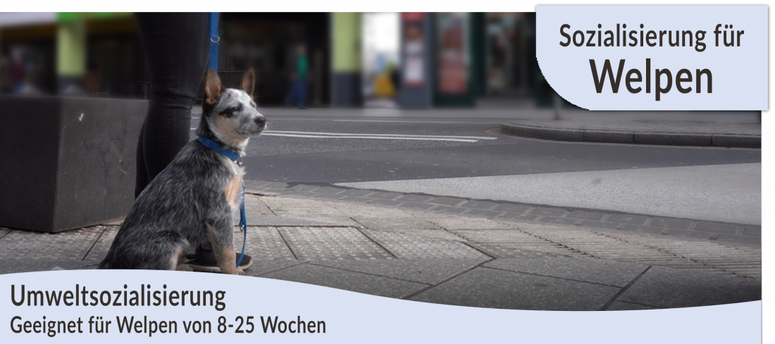 Umweltsozialisierung von 8 bis 25 Wochen