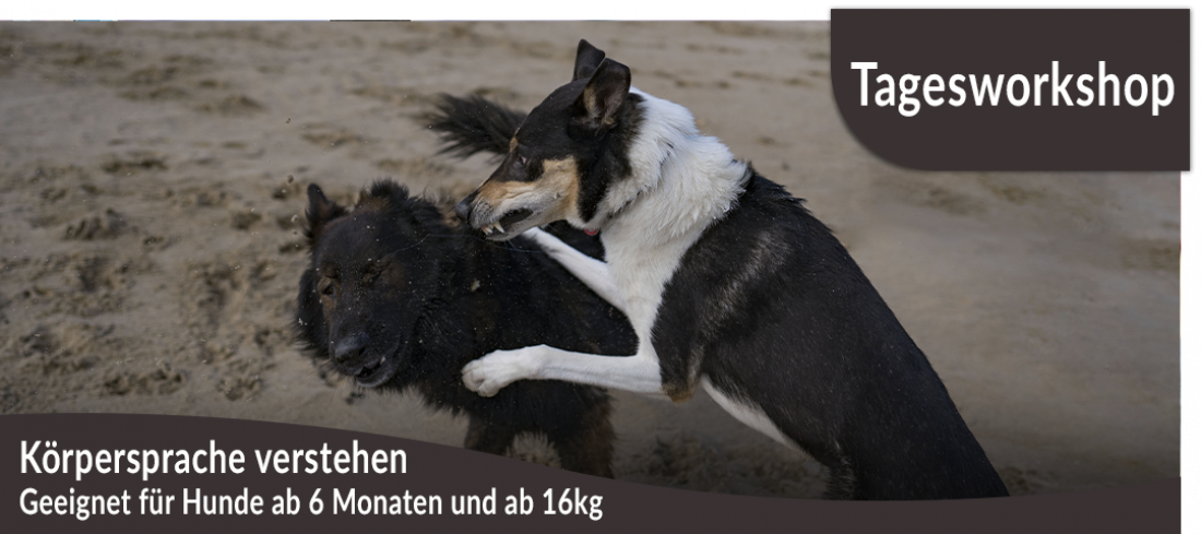 Tagesworkshop: Körpersprache verstehen