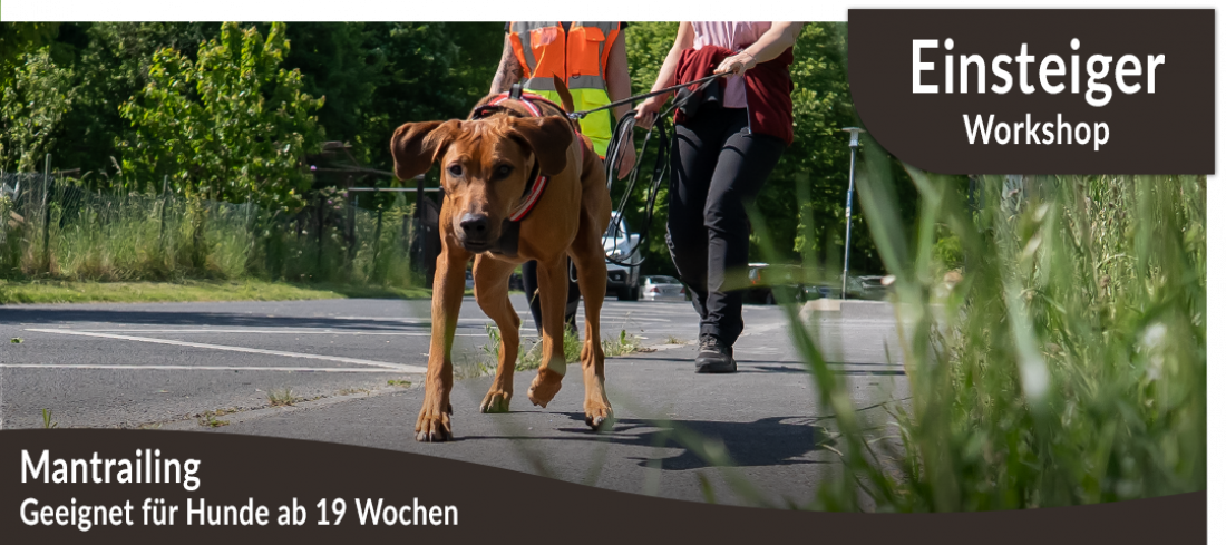 Einsteigerworkshop: Mantrailing