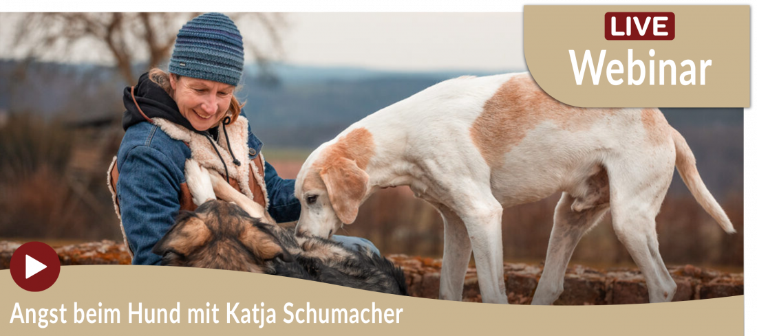 Webinar: Angst beim Hund mit Katja Schumacher