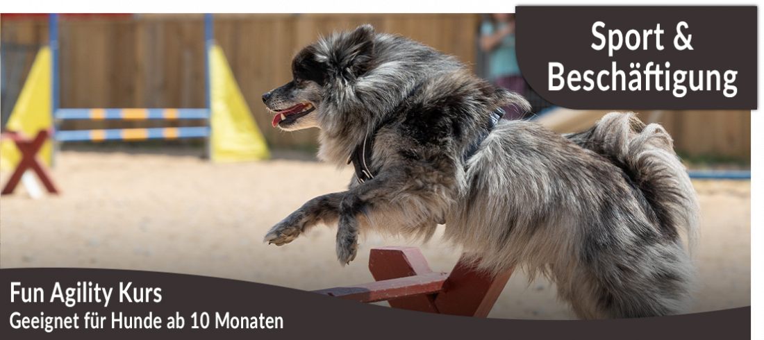 Fun-Agility-Kurs