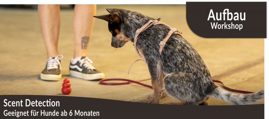 Aufbauworkshop: Scent Detection mit Swantje Krebs