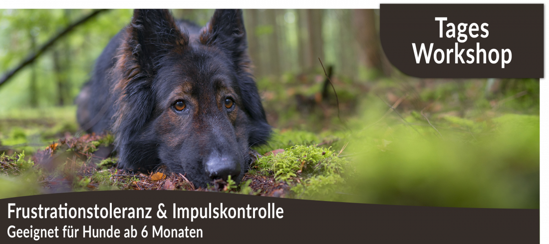 Tagesworkshop: Frustrationstoleranz & Impulskontrolle
