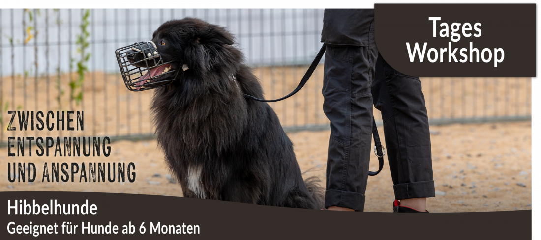 Tagesworkshop: Hibbelhunde - zwischen Entspannung und Anspannung