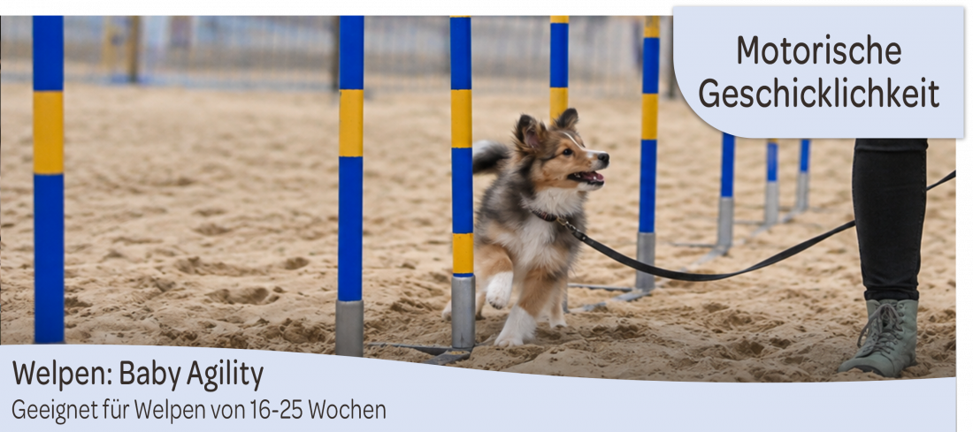 Welpen: Baby Agility