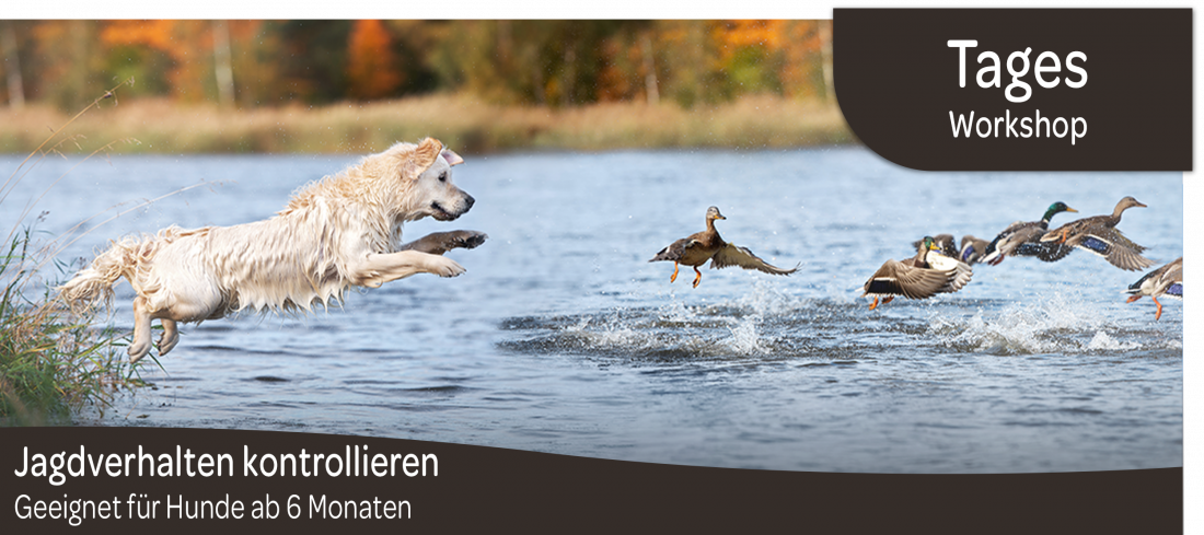 Tagesworkshop: Jagdverhalten kontrollieren